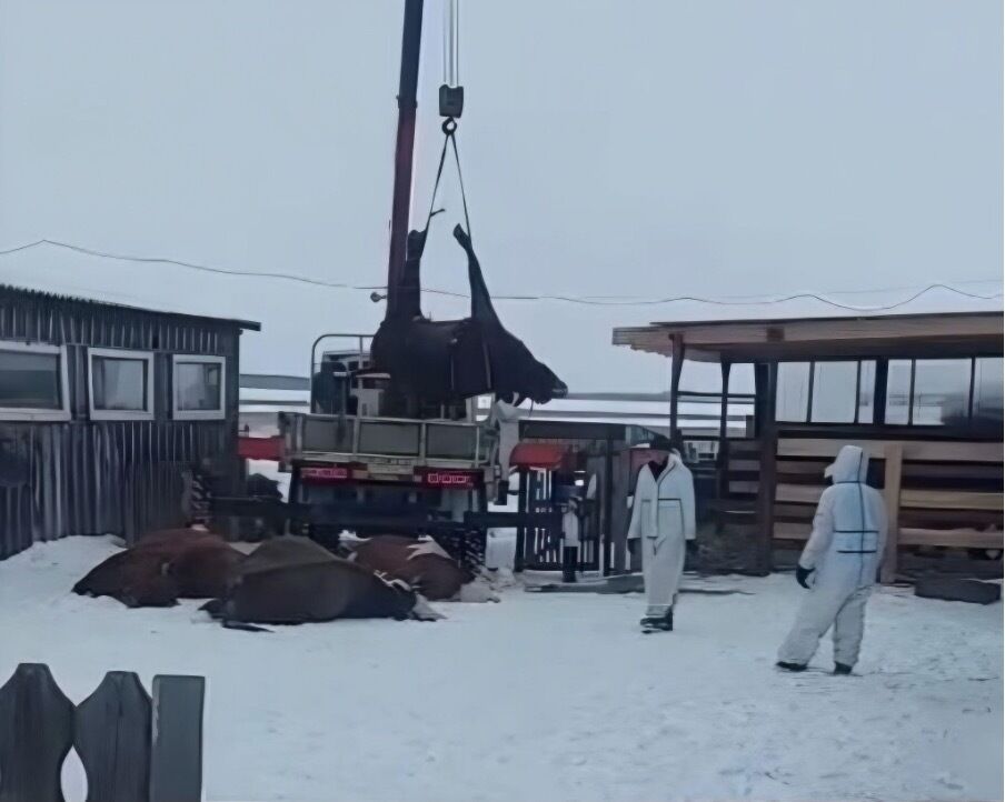 Een dode koe wordt weggetakeld bij een kleine boer in West-Siberië. De mannen in witte pakken zijn inmiddels een bekend en gevreesd beeld op de Russische steppen, waar tienduizenden dieren hetzelfde lot ondergaan. FOTO: Telegramkanaal Landbouwraad